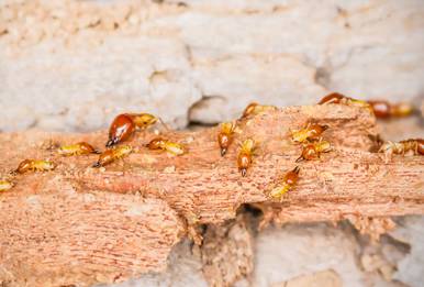 Termites